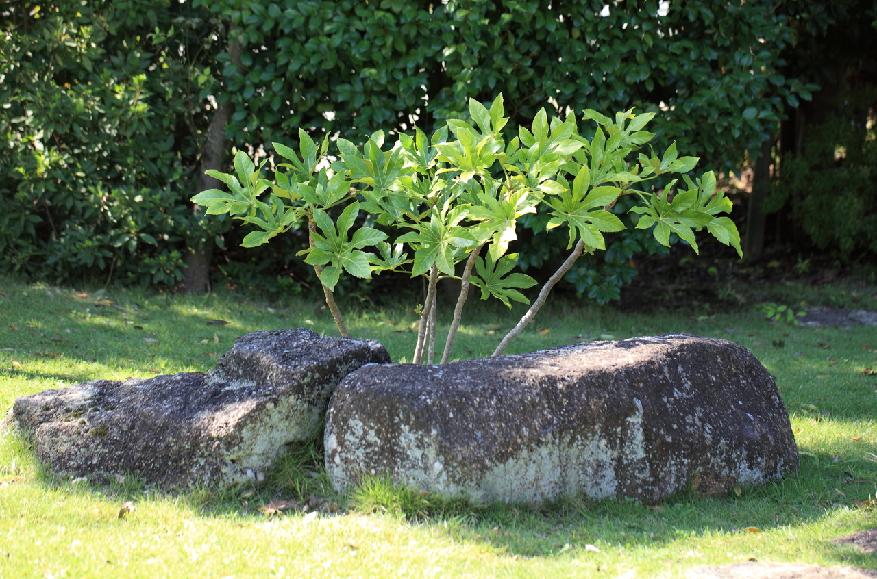 La aralia es una planta tropical