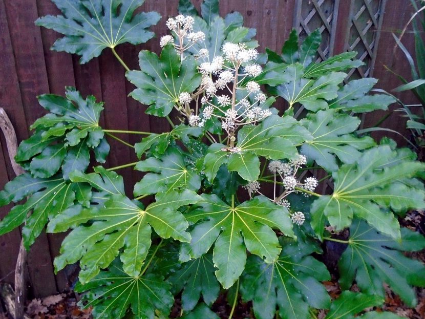 Umbelas blancas de la floración otoñal de la aralia