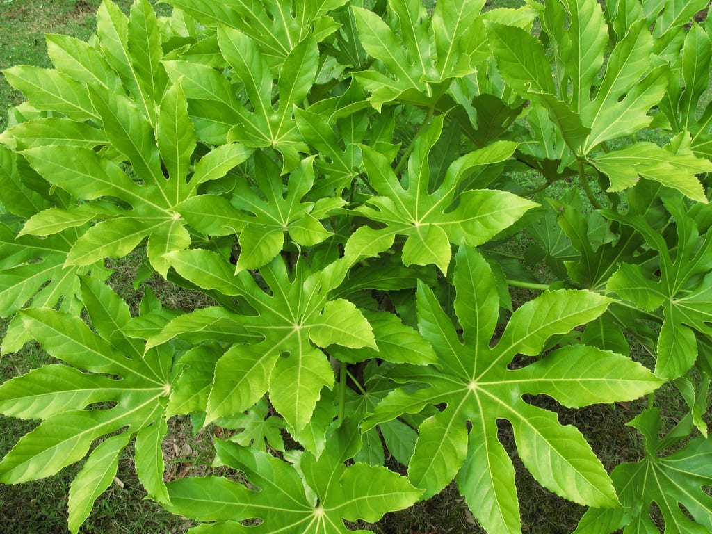 Fatsia japonica