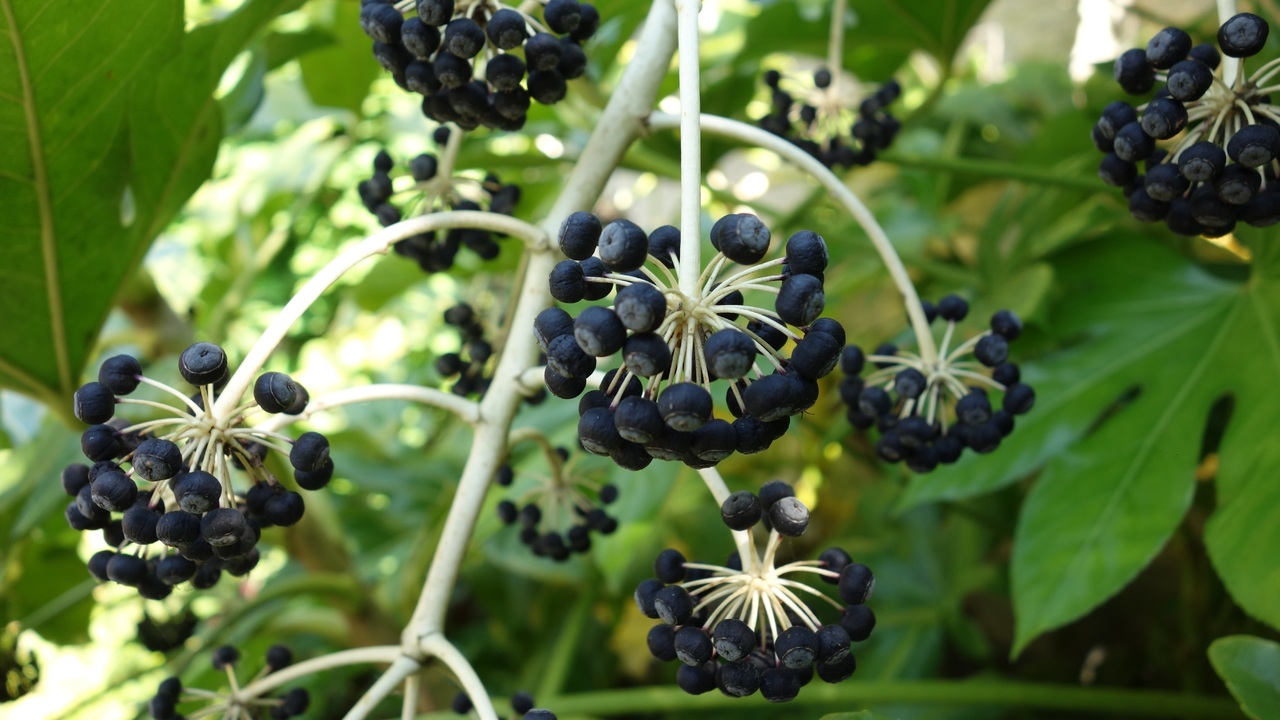 Los frutos de la aralia son de color oscuro