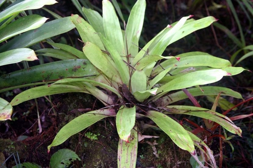 Vista de la Guzmania lingulata en hábitat