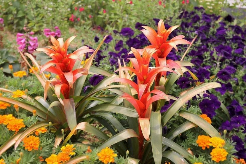 La Guzmania lingulata no es fácil de cuidar