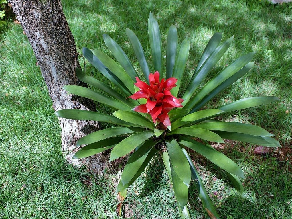 Vista de la Guzmania lingulata