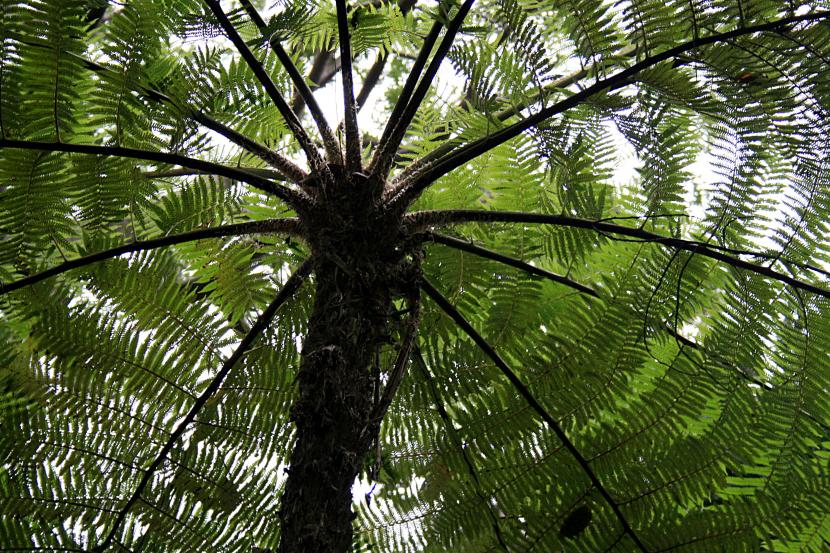 Cyathea cooperi