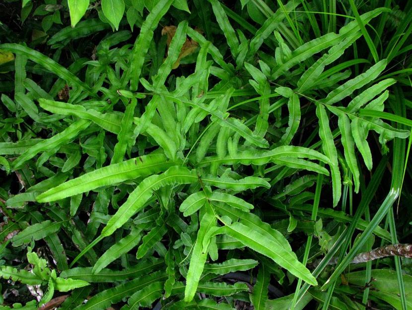 Pteris hillebrandii