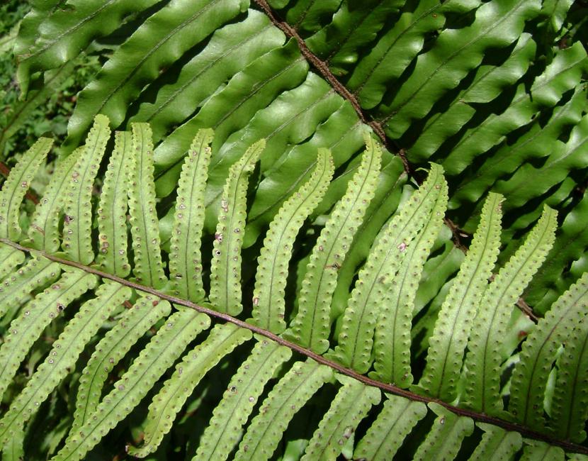 Helechos de interior: especies y cuidados en casa
