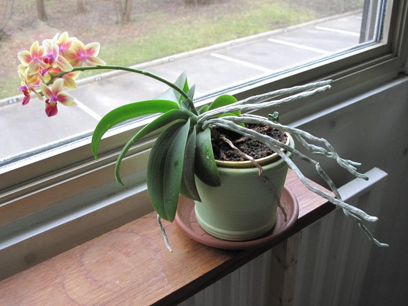 Planta de interior inclinada hacia la ventana por fototropismo