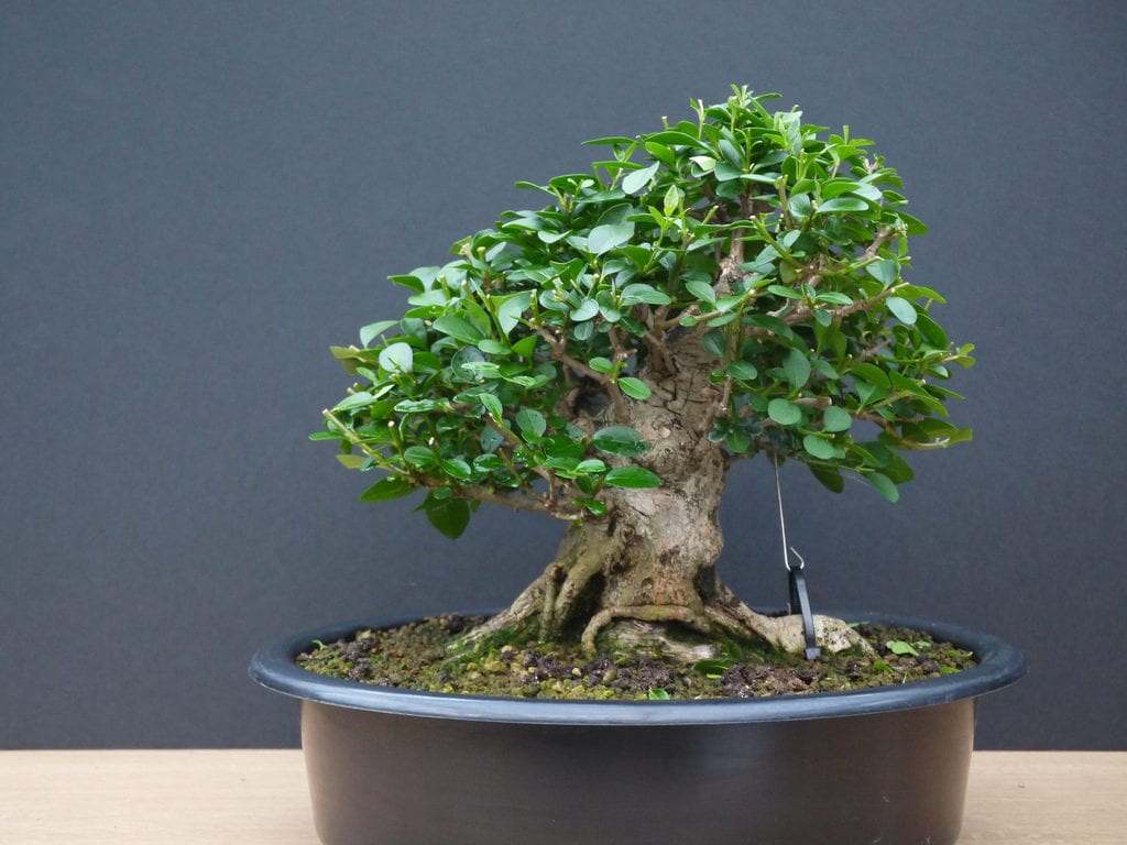 Bonsái de Ligustrum