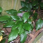 Aglaonema modestum