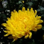 Chrysanthemum morifolium