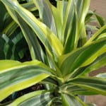 Dracaena fragrans