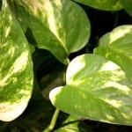 Epipremnum aureum