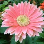 Gerbera jamesonii