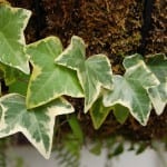 Hedera helix