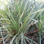 Liriope spicata