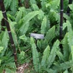 Nephrolepsis obliterata