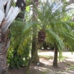 Phoenix roebelenii
