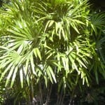 Raphis excelsa