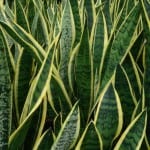 Ejemplar de Sanseviera trifasciata ''Laurentii''