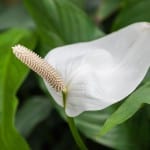 Spatiphyllum ''Mauna Loa''