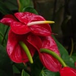 Ejemplar de Anthurium andraeanum
