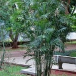 Chamaedorea seifrizii