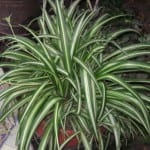 Clorophytum comosum