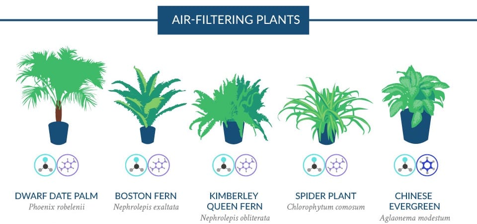 Las 18 plantas de la lista NASA y qué limpian de verdad