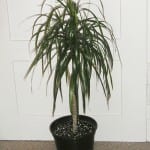 Dracaena marginata, ejemplar en maceta