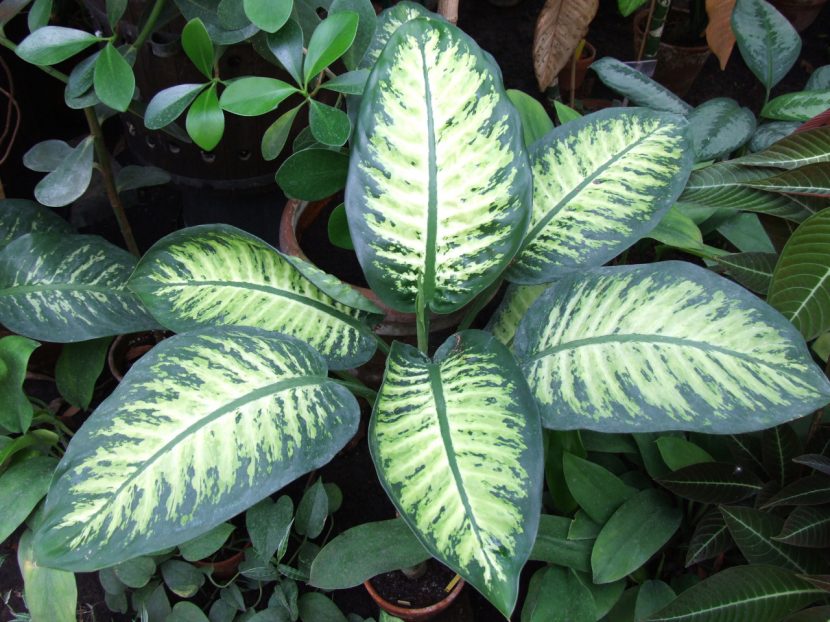 Dieffenbachia bausei con el jaspeado característico del género