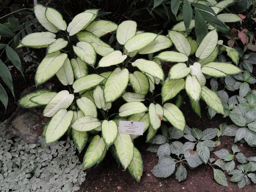 Ejemplar de Dieffenbachia con hojas jaspeadas en crema y verde