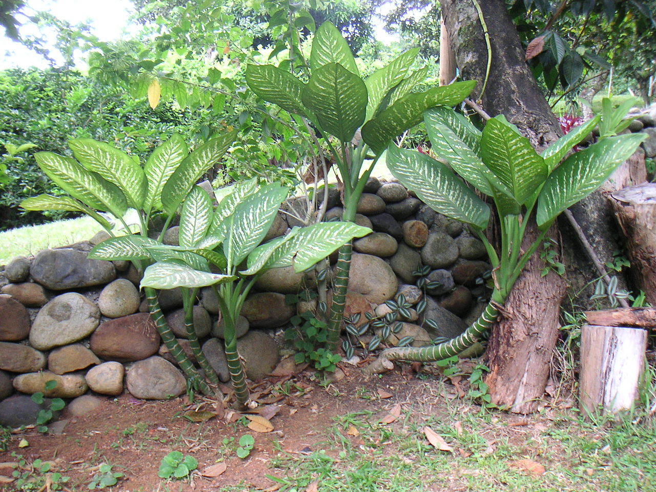 Vista de la dieffenbachia en jardin