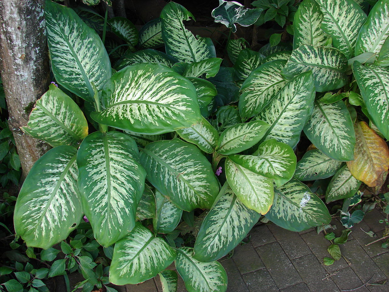 Vista de la dieffenbachia