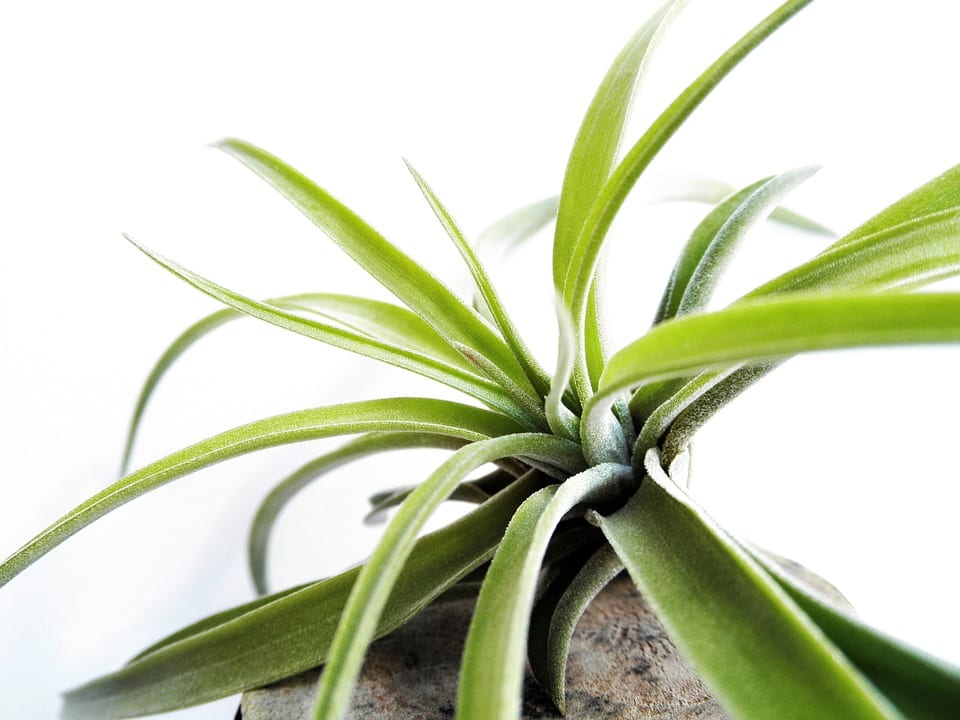 Plantas de interior para principiantes: cuáles resisten