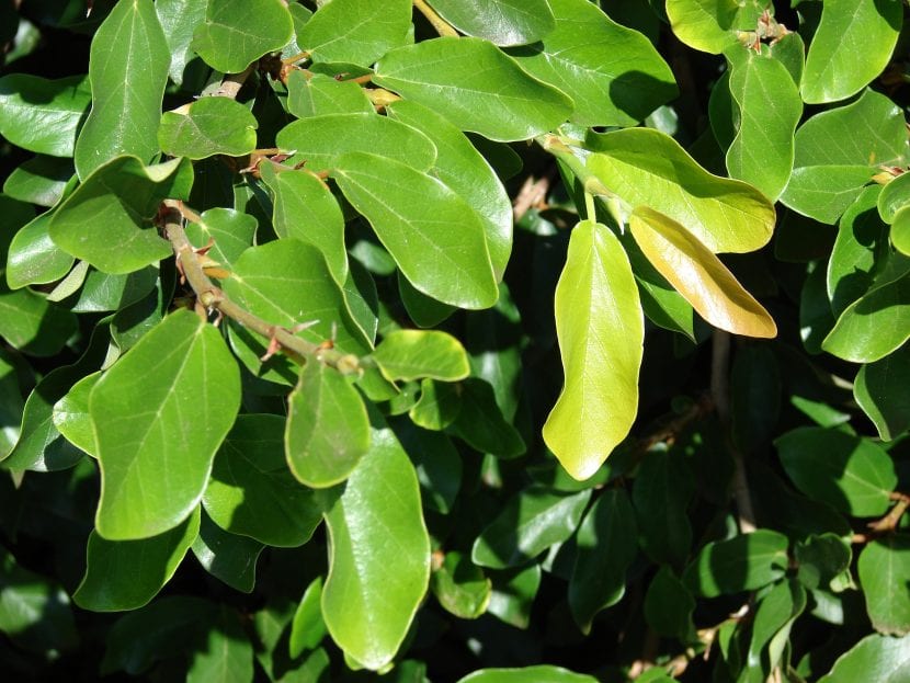 El Ficus pumila se puede cultivar como planta colgante