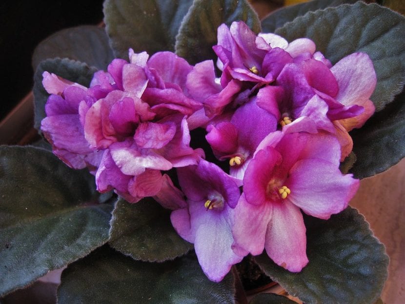 La violeta africana es una planta sensible al exceso de riego