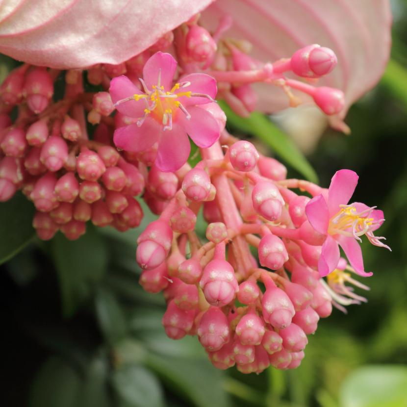 Medinilla magnifica