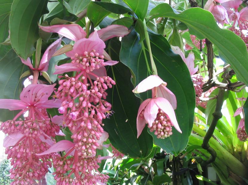 Flor de la Medinilla magnifica