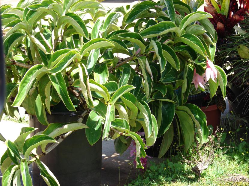 Vista general de la Medinilla magnifica