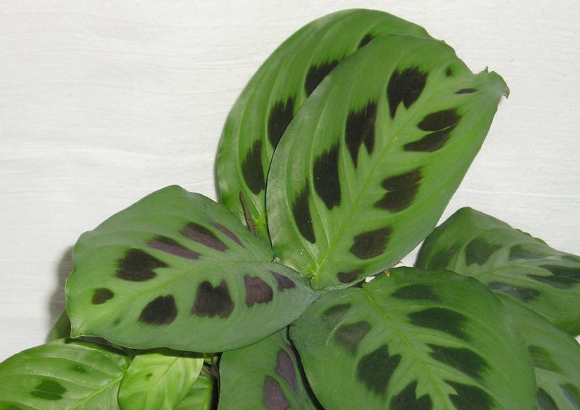 Maranta: cuidados para que las hojas no se sequen