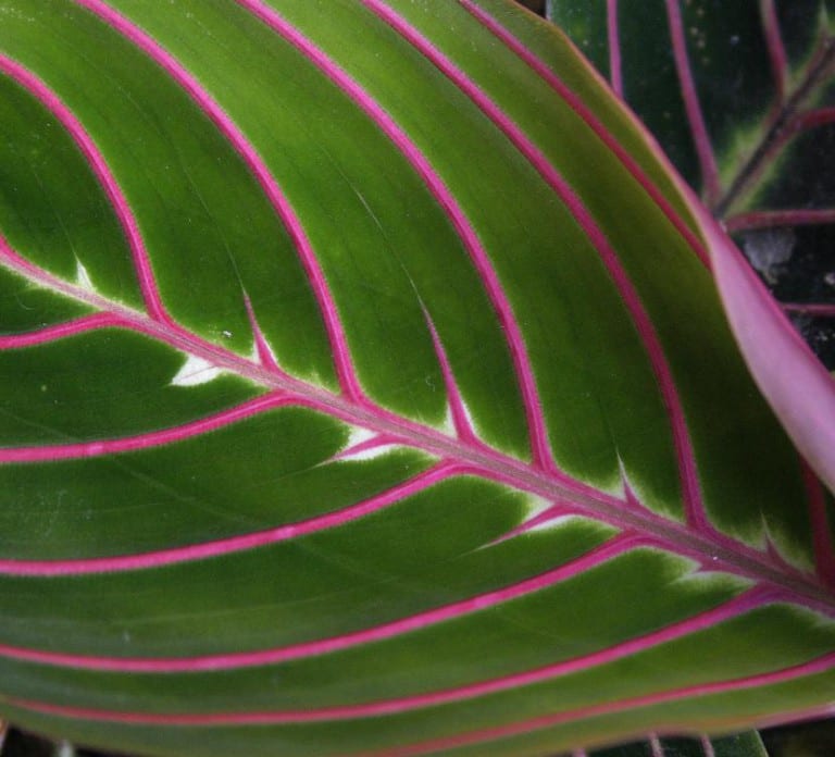 Envés purpúreo de una hoja de maranta