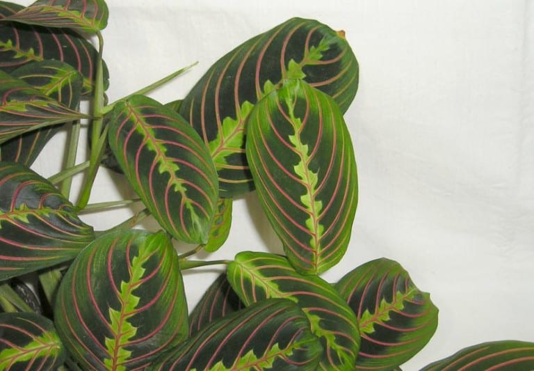 Hojas de Maranta leuconeura con nervadura marcada