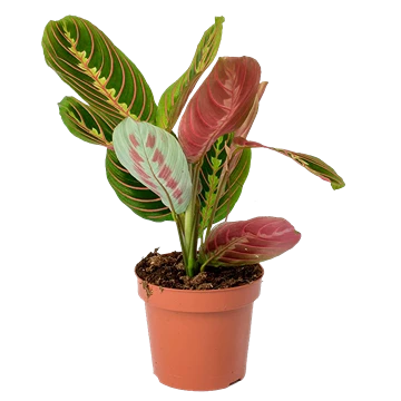 Maranta leuconeura: cuidados y por qué cierra las hojas
