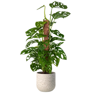 Monstera adansonii: cuidados, riego y cómo distinguirla