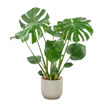 Monstera deliciosa: cuidados y por qué salen los agujeros