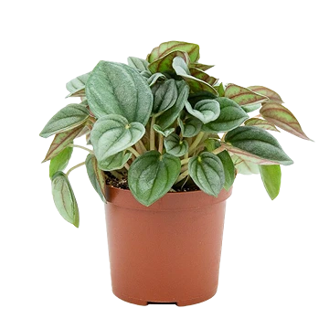 Peperomia caperata: cuidados, riego y esquejes de hoja