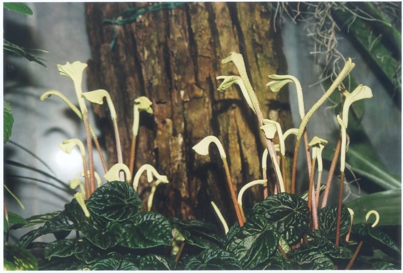Peperomia caperata Lilian, planta semisuculenta