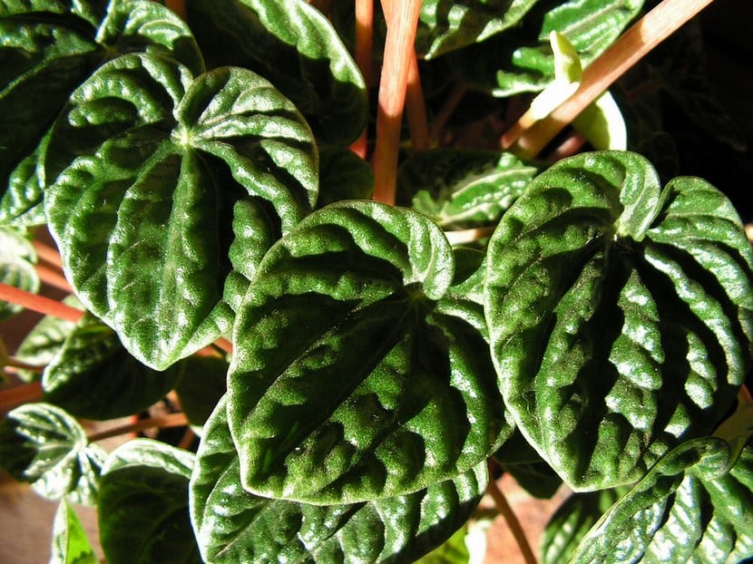 Peperomia caperata