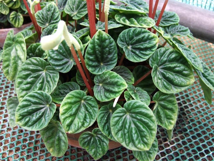Peperomia caperata Lilian: cuidados y riego correcto