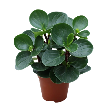 Peperomia obtusifolia: cuidados, riego y bultos en la hoja